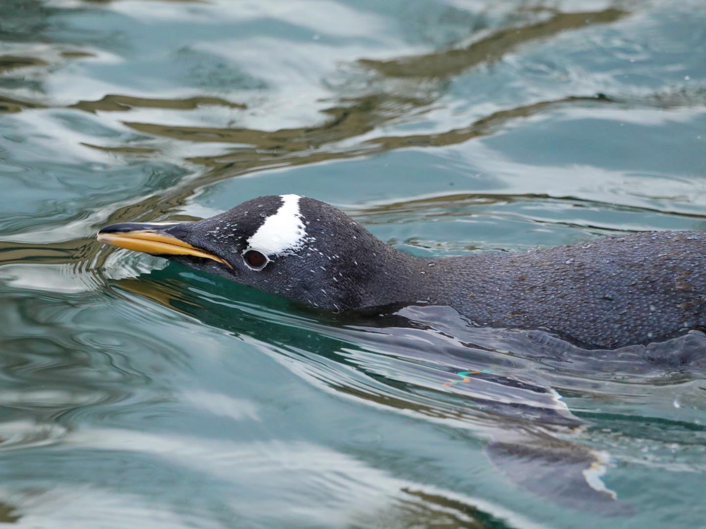 A gentoo penguin swimming Image: Rhiordan Langan-Fortune 2024